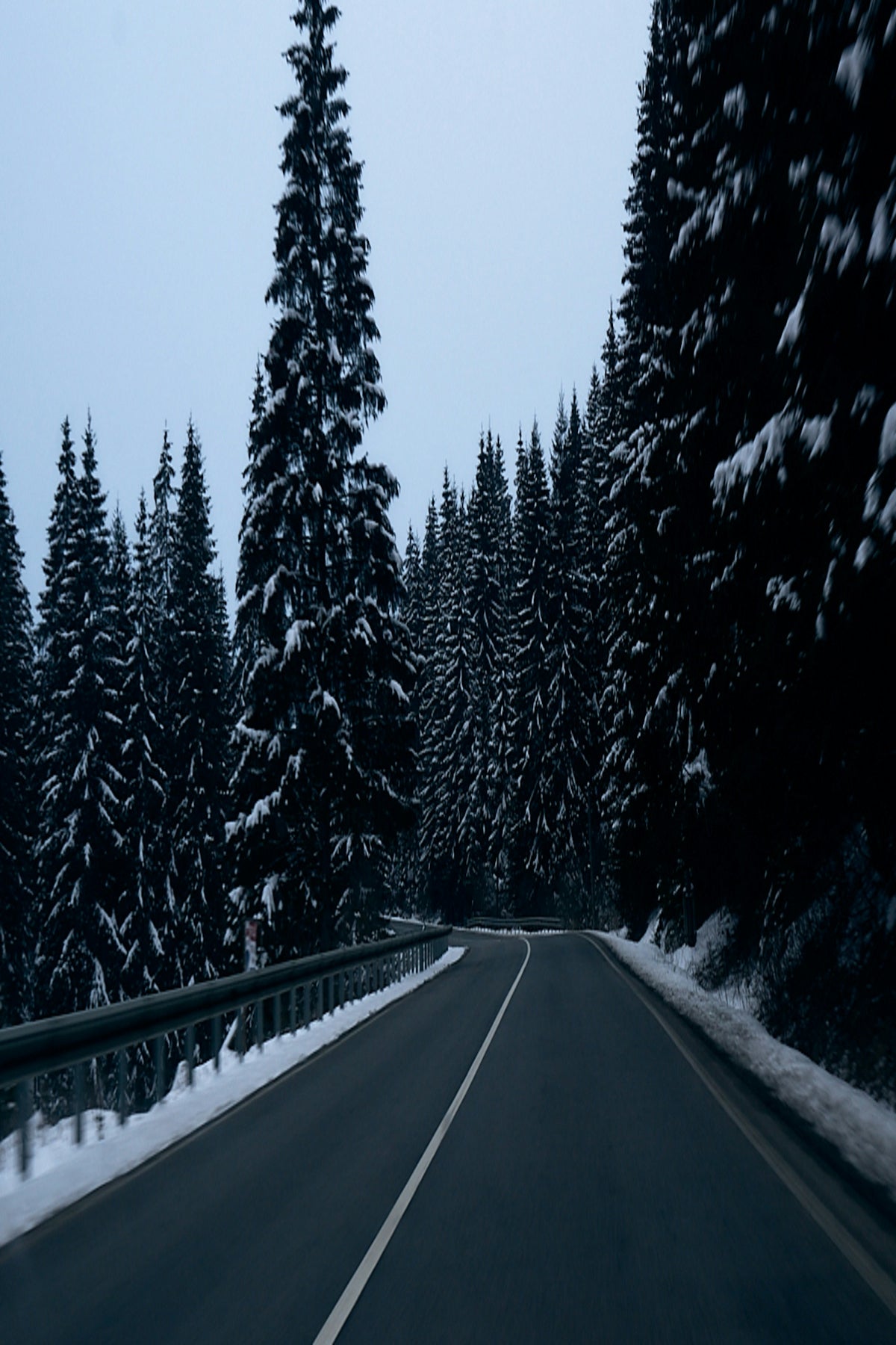 black asphalt road between green trees covered with snow during daytime