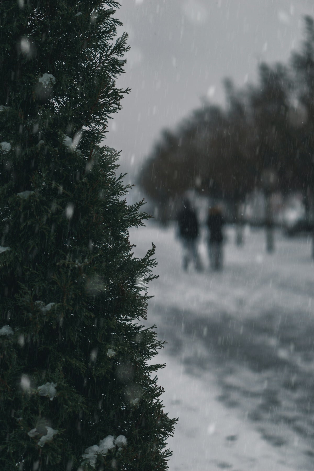 green pine tree covered with snow