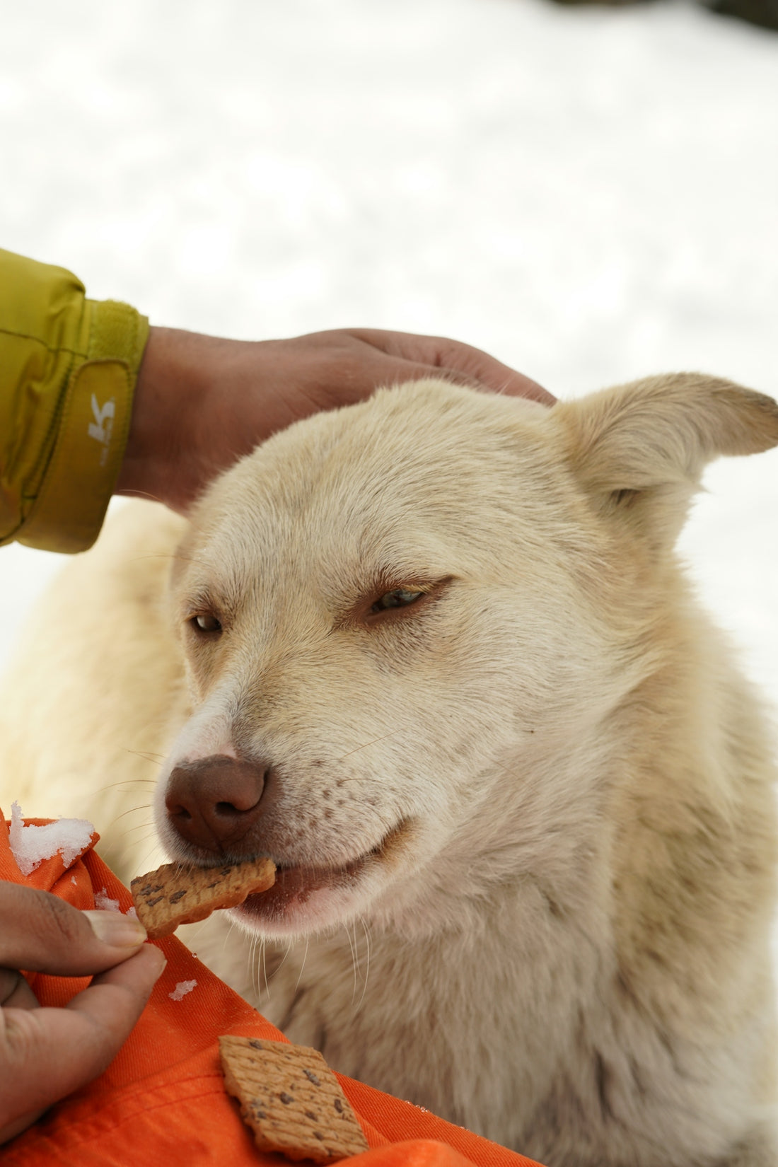 a person feeding a dog a piece of food