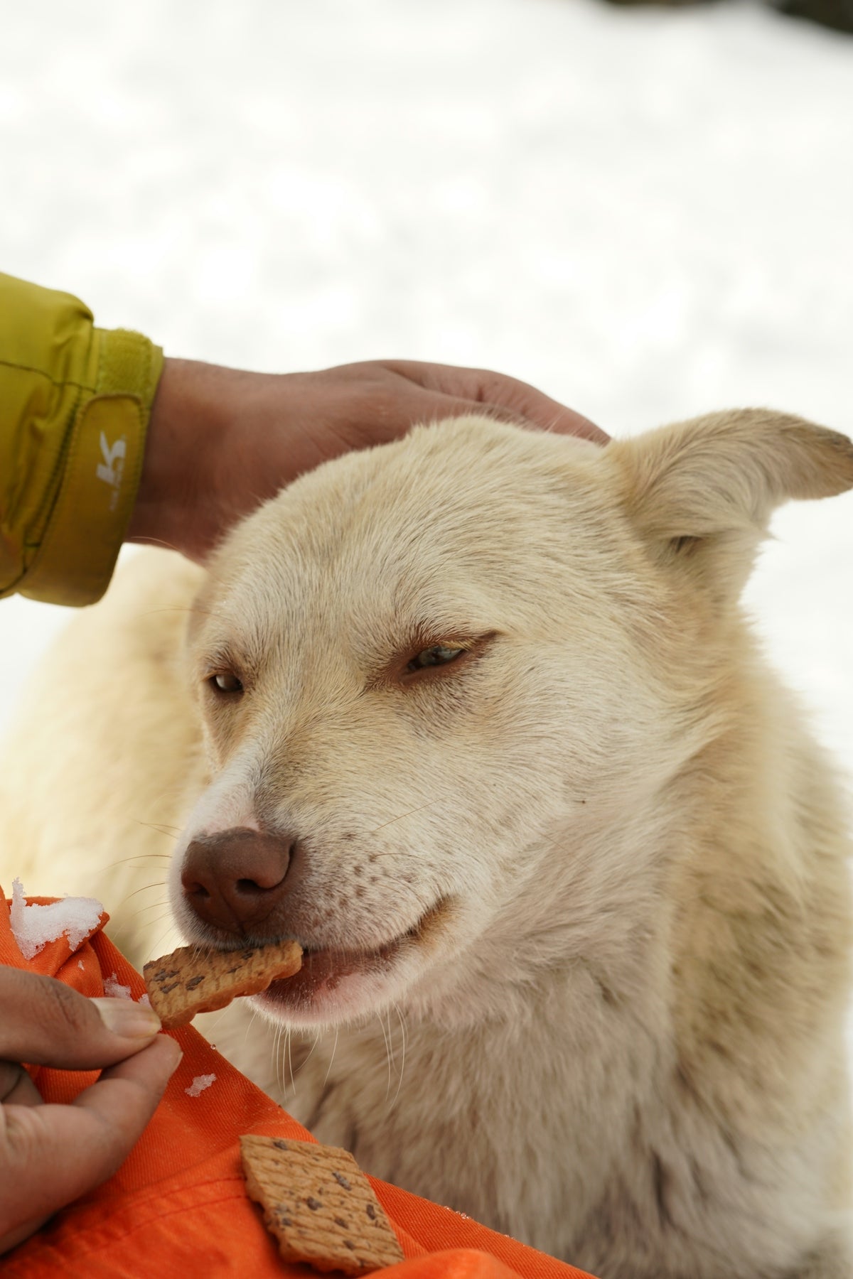 a person feeding a dog a piece of food