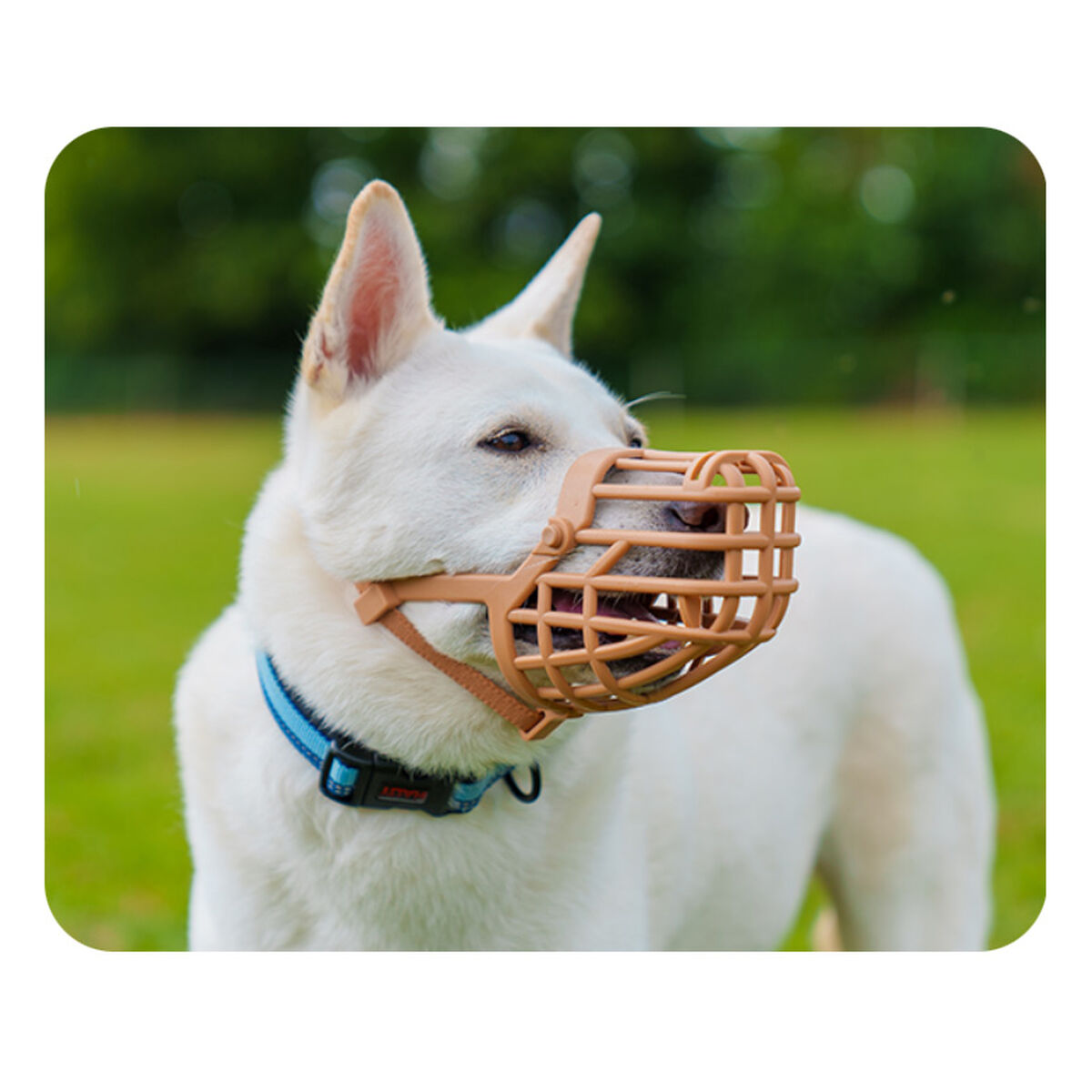 Açaime Company of Animals Castanho 5