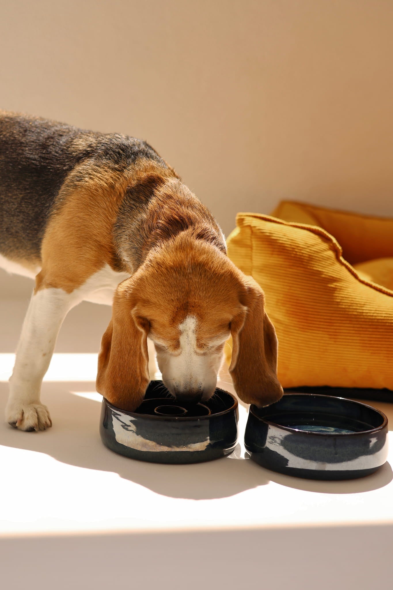 "Cosmic Blue" Pet Water Bowl