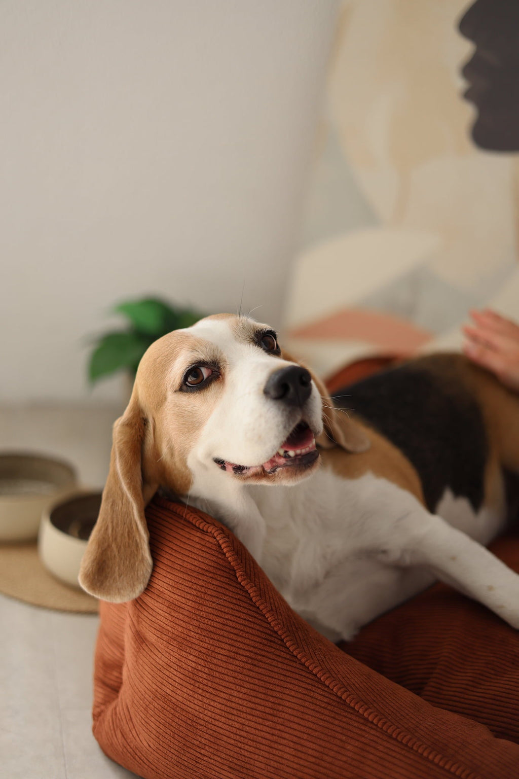 Bolster dog bed CORY by FOFFINY