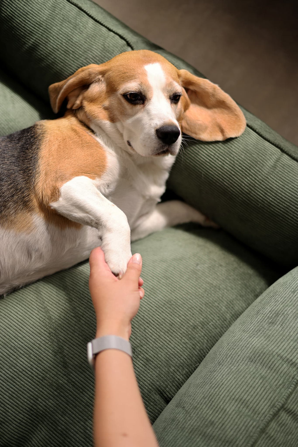 Washable dog bed CORY by FOFFINY