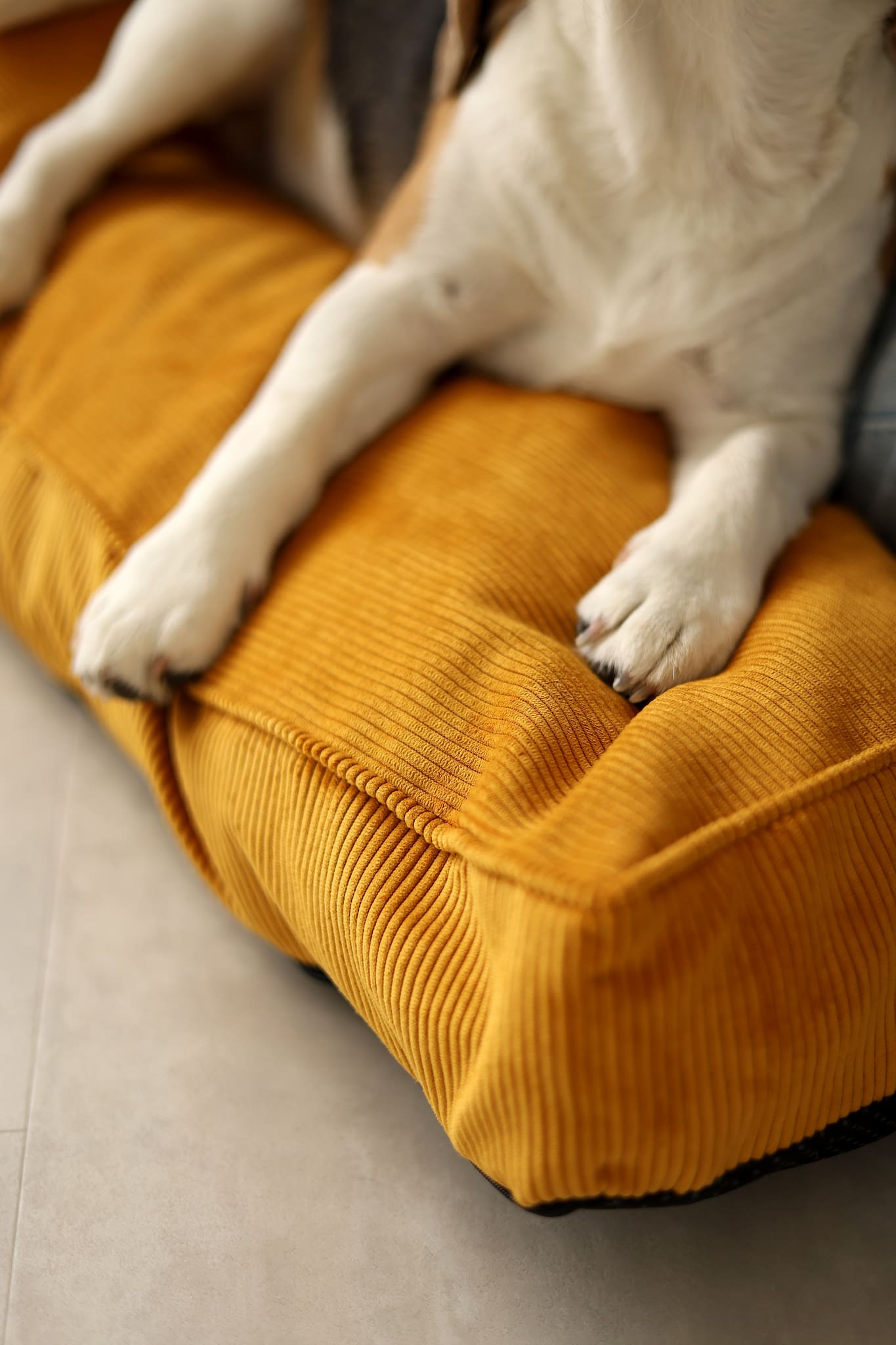 Padded Dog Mattress CORY — Premium Pet Cushion