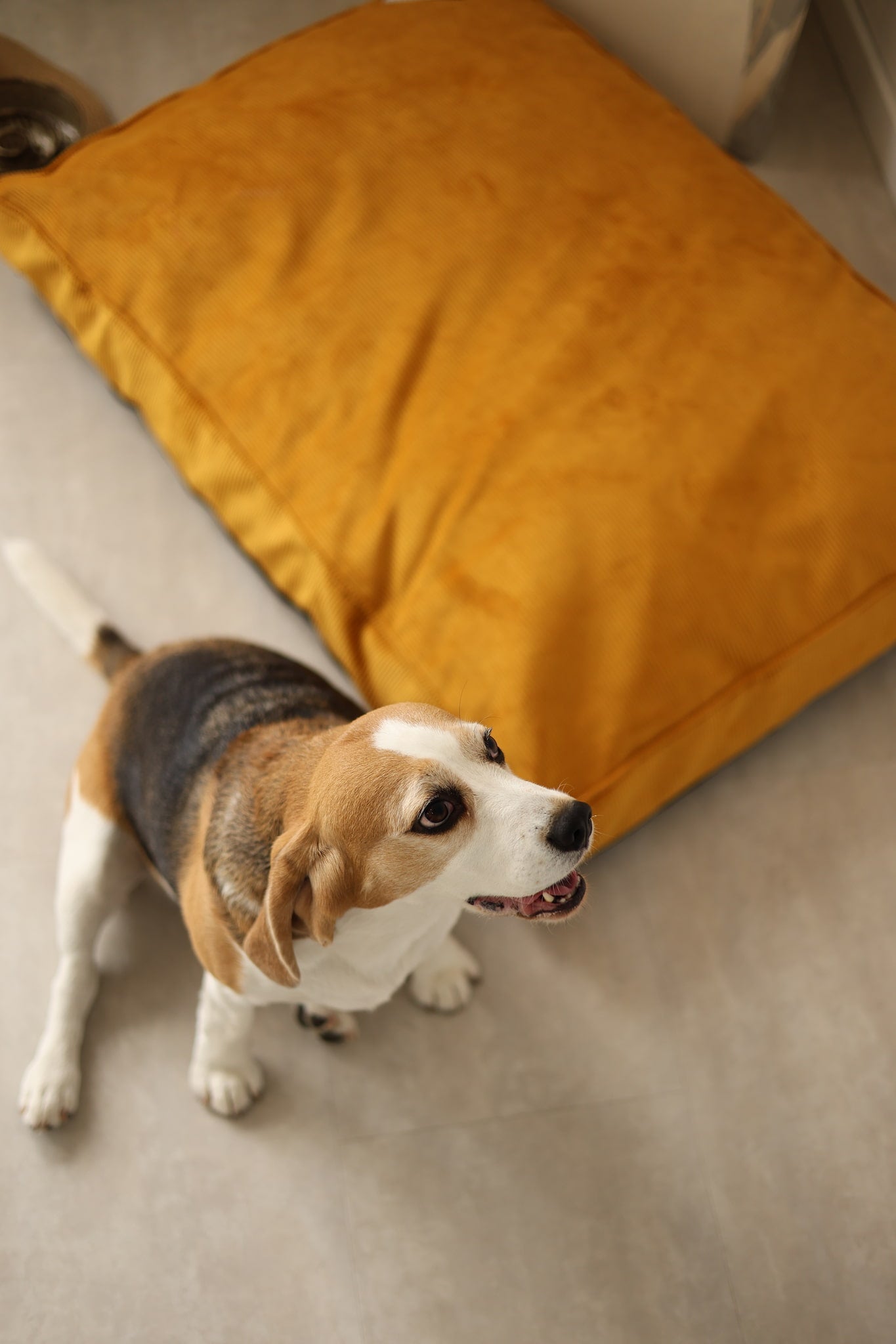 Padded Dog Mattress CORY — Premium Pet Cushion