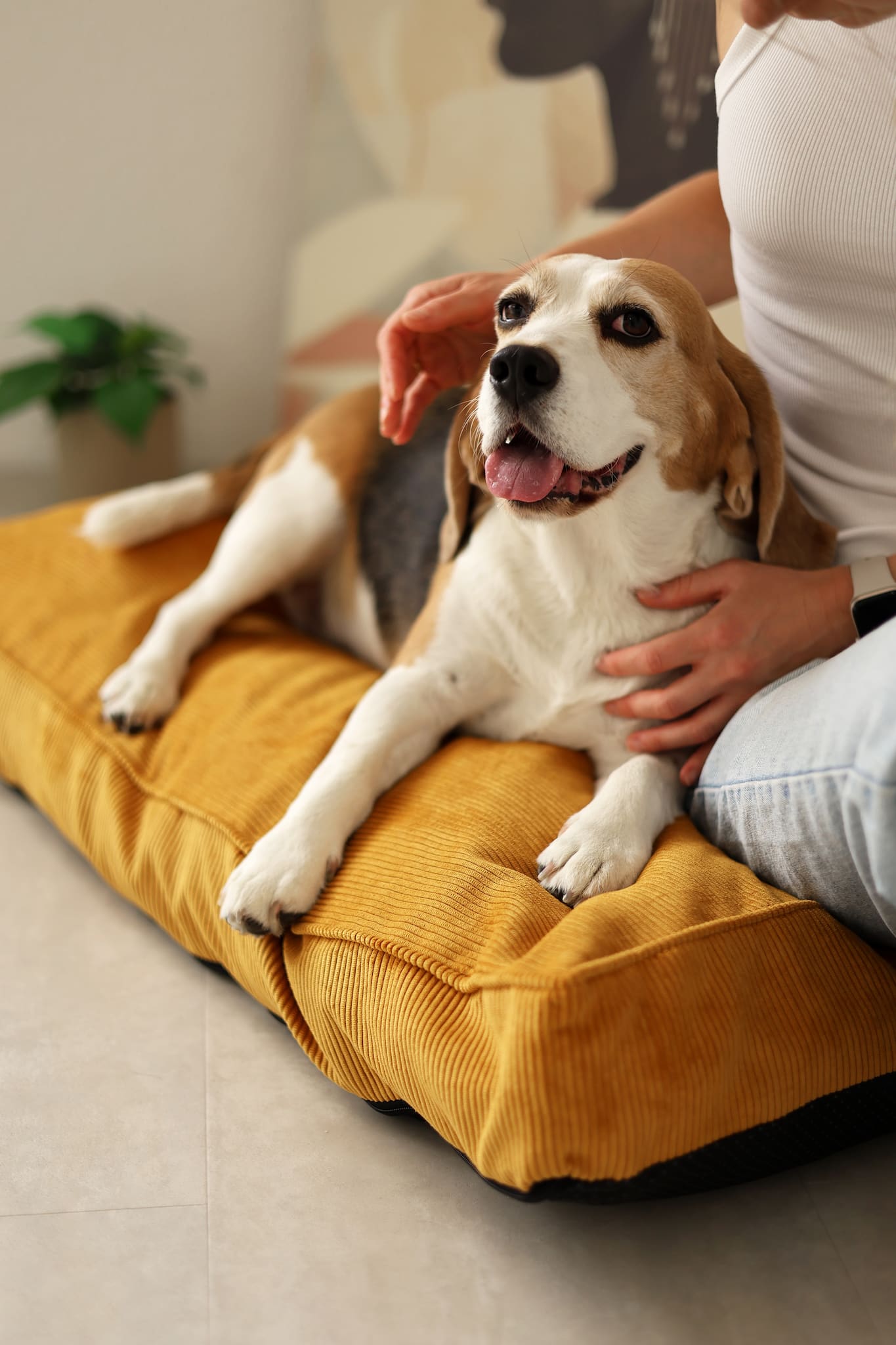 Padded Dog Mattress CORY — Premium Pet Cushion